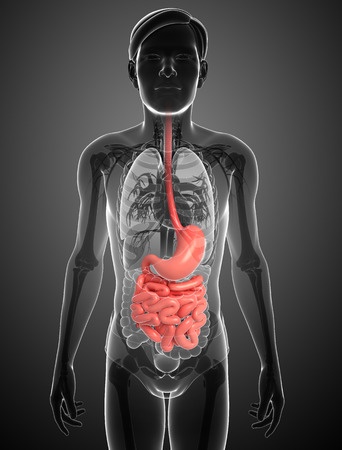 Gastrointestinal-Tract